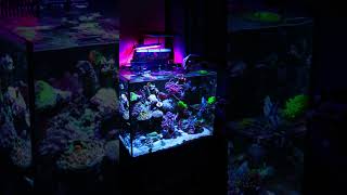 Connecting with all the reefers out there reef nanoreefaquarium reeftank [upl. by Aisereht]