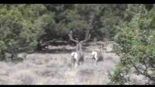 California hunting X2 mule deer bucks [upl. by Merna]