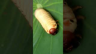 Rhinoceros Beetle Larvae  4K Close up  Rhino Beetle Larva  Macro View [upl. by Terrab]