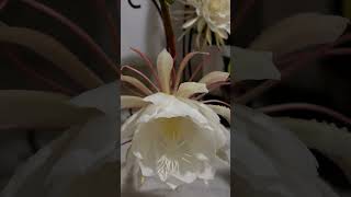 Bramah kamal flowers and care plants flower garden gardenflowerplants [upl. by Hareehahs]