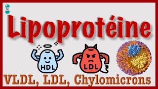 Lipoprotéines  VLDL HDL LDL Chylomicrons Cholestérol [upl. by Frayda]