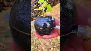 Amazing fruits farmer enjoy shorts new nature fruits garden vegetables foryou shortvideo [upl. by Nytram]