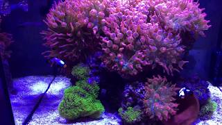 Anemone tank Red Sea reefer 170 [upl. by Celeski749]