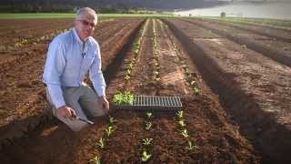 Transplanting Vegetable Seedlings [upl. by Stolzer]