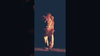 The Roar that Shook the Savannah Lion King Call Explained [upl. by Burrus]