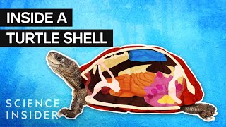 What’s Inside A Turtle Shell [upl. by Kenon566]