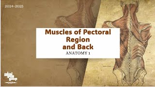 Review on Pectoral amp Back Regions  Anatomy 1  Lec 6 [upl. by Neiluj]