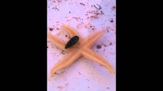 A starfish rejected a tasty mussel [upl. by Aicad]