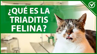 🐱 ¿Qué es la Triaditis Felina Causas Síntomas y Tratamiento 🐱🧪 [upl. by Notyard]