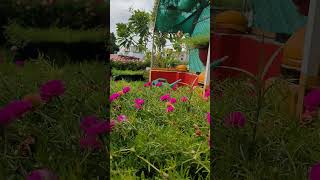 gardendesign gardenview gardenideas terracegardening youtubeshorts ytshorts youtube diy [upl. by Elizabet]