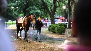 Ídolo Porteño  Gran Premio Carlos Pellegrini G1 2014 [upl. by Notecnirp475]