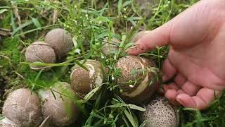 Immersive Mushroom Picking Is Really Fun 2 [upl. by Helena]