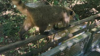 Conociendo a un Coati que agarra la pala en cataratas del Iguazú [upl. by Lawler909]