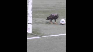 Eagle tries out for Mountain United [upl. by Sinned]