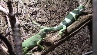 Fidschi Leguan Brachylophus fasciatus bei der Balz  gefilmt im Reptilium Landau [upl. by Anerec]