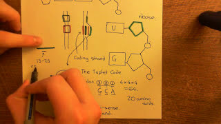 Antisense Oligonucleotides Part 2 [upl. by Bruni705]