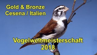 Gold amp Bronze mit Damara Alariogirlitz in Cesena  Italien 2018 [upl. by Bogart]