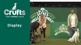 Scruffts Semi Finals Part 2  ​Crufts 2023 [upl. by Nwahsyt990]