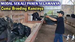 FAKTA‼️Dari Ternak Kambing Bisa Mencukupi Ekonomi Hidup [upl. by Paddie]