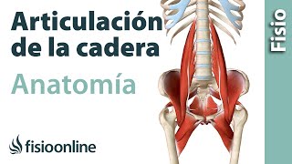 ARTICULACIÓN DE LA CADERA Anatomía huesos ligamentos movimientos y curiosidades [upl. by Yesak]