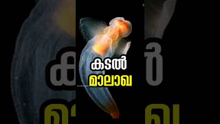 കടൽ മാലാഖ sea angles malayalam shorts facts [upl. by Aniwde]