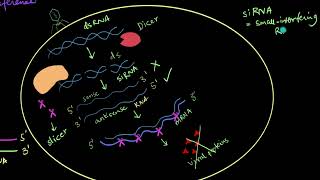 Mechanism of RNA Interference  Biotechnology and its Applications  Biology  Khan Academy [upl. by Adnof723]