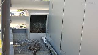 PEREGRINE FALCON  LIVE Nest Camera November 2023  The Netherlands LIVE  Slechtvalken [upl. by Powers]