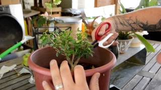 Beginning Some Boxwood Shaping [upl. by Parnell249]