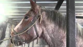 Hot shoeing a Belgian Draft Horse by farriers Ludo Daems and Stenn Schuermans [upl. by Eliott]