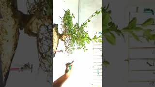 WORKSHOP OF TUGAS BONSAI TREE shortsvideo [upl. by Scopp]