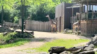 Twitch Stream Giraffe Flamingos  Cincinnati Zoo [upl. by Warwick989]