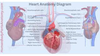 Detailed Human Heart Anatomy with Parts Names amp Diagram  HumanBodyPartsAnatomycom [upl. by Brianne41]