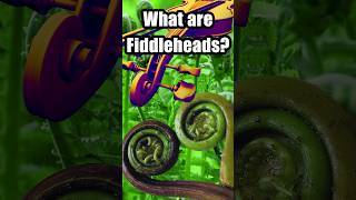 Fiddlehead Fern Foraging how to find and cook them [upl. by Anitnahs]