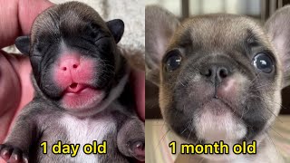 From Newborn to One Month A French Bulldogs Journey of Growth [upl. by Elletnahc]