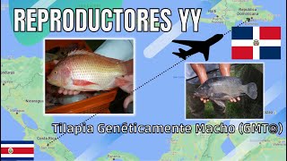 Reproductores SuperMachos YY  TILAPIA GMT  TILGEN ✈️ Republica Dominicana [upl. by Marice]