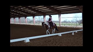 Fairfield Dressage Show WDAA Level 1 Test 1  2023 [upl. by Phillada]