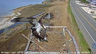 BL Osprey Cam Highlight  Duke mates with Daisy [upl. by Staley]