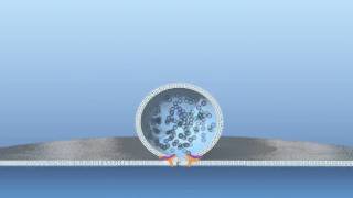 Fusion of vesicle with membrane [upl. by Ettezel]