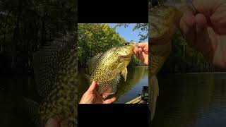 Fall crappie fishing  nice black Crappie [upl. by Tema810]