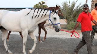 Video Emirati son of The Horsemaster inherits his skill [upl. by Halle]