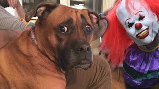 Funny Cats and Dogs Scared Of Halloween  Try Not To Laugh 😂  Cool Pets [upl. by Trebliw632]