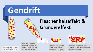 Gendrift Flaschenhalseffekt Gründereffekt Evolutionsmechanismen Biologie Evolution Oberstufe [upl. by Jovitta840]