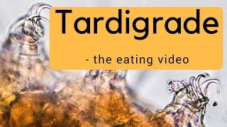 Tardigrade the eating video [upl. by Romanas542]