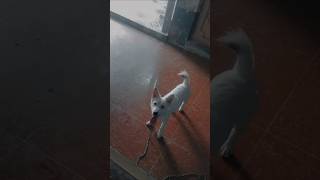 tum kiya milay hum na rahein hum puppyvideos puppypic cutepuppy [upl. by Tay]