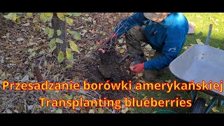 Jesienne przesadzanie borówki amerykańskiej Autumn replanting of blueberries [upl. by Saenihp]