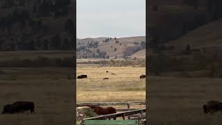 Bison Roundup Custer State Park SD [upl. by Adnolrehs706]