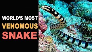 Worlds Most Venomous Snake  Belcher’s Sea Snake [upl. by Eirollam]