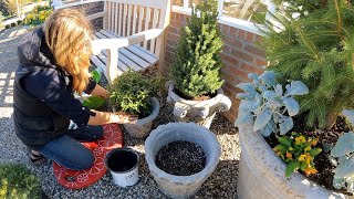 Strawberry Propagation Update Sempervivums by the Pond amp Evergreens for the Hartley 🍓🌿🌲 [upl. by Elleon]