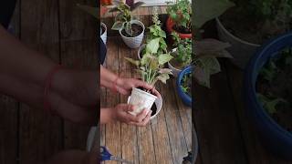 Repotting of syngonium ♥️♥️ plant repotting update 5garden syngoniums repotting indoorplants [upl. by Michiko620]