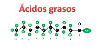 Ácidos grasos saturados e insaturados  Bioquímica [upl. by Endora524]